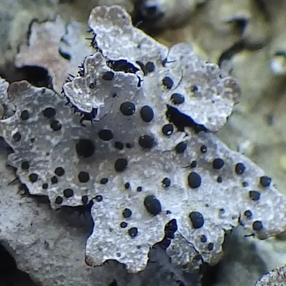 Abrothallus hypotrachynae (Abrothallus hypotrachynae) — photo mycologique