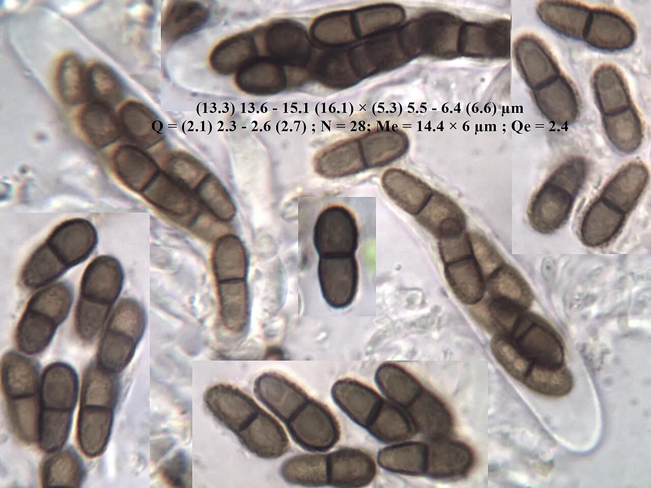 Abrothallus parmeliarum (Abrothallus parmeliarum) — photo mycologique