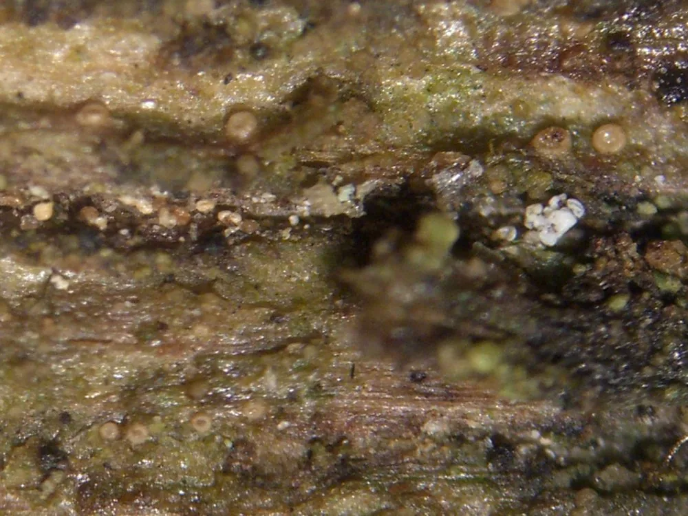 Absconditella celata (Absconditella celata) — photo mycologique