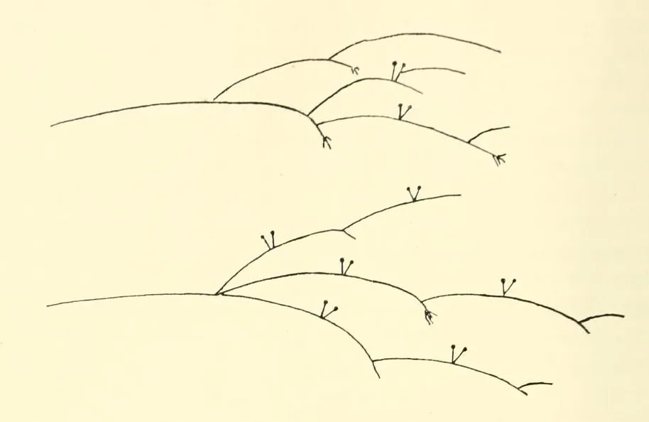 Absidia glauca (Absidia glauca) — photo mycologique