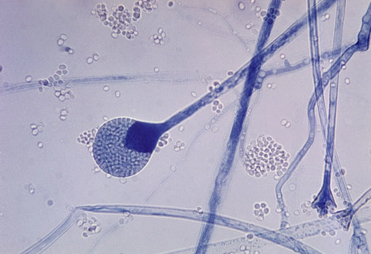 Absidia repens (Absidia repens) — photo mycologique