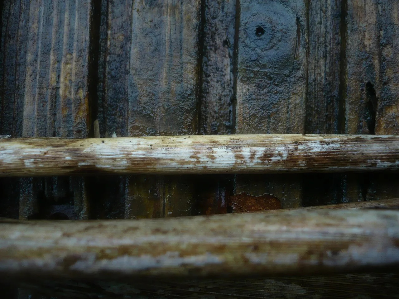 Acanthobasidium weirii (Acanthobasidium weirii) — photo mycologique