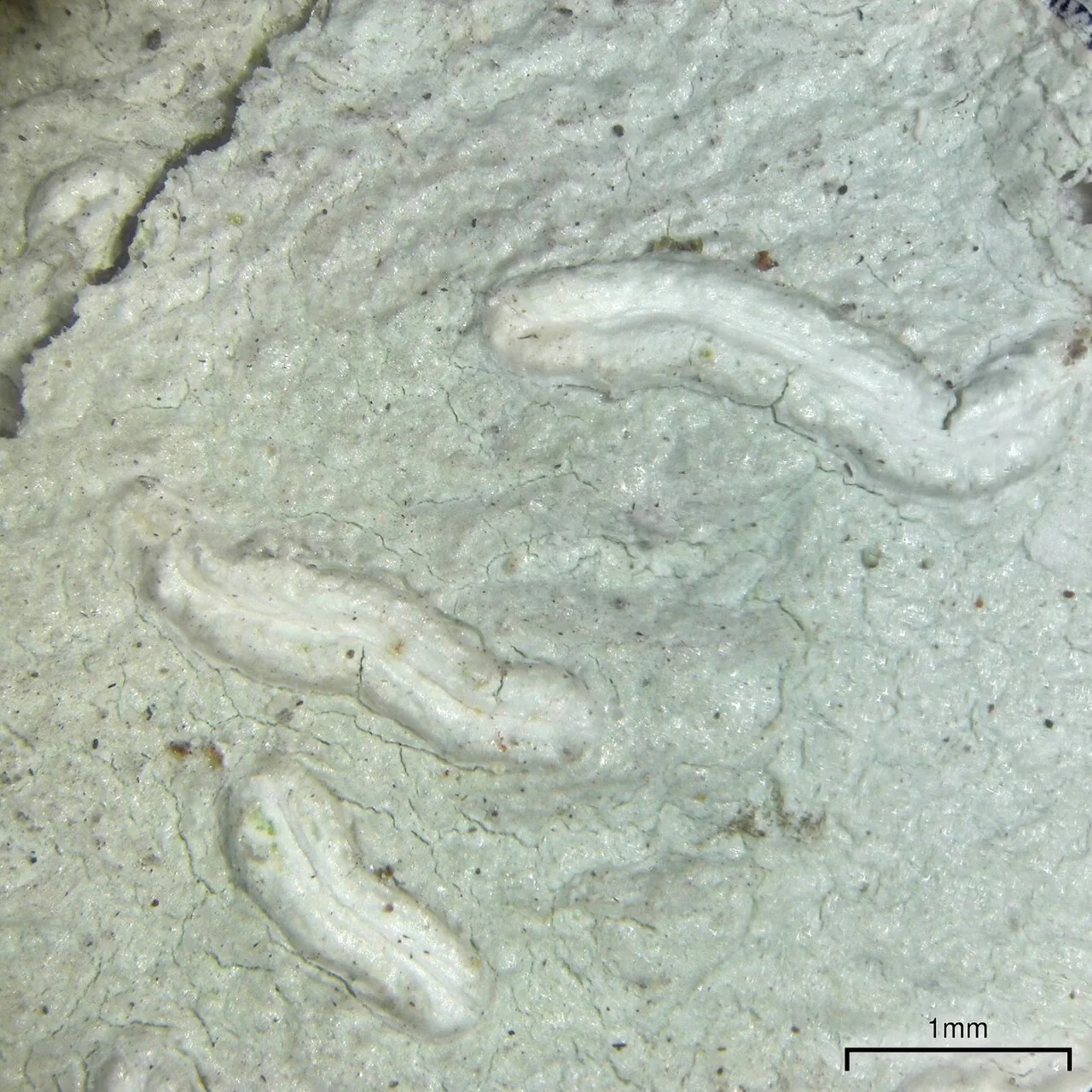 Acanthothecis leucoxanthoides (Acanthothecis leucoxanthoides) — photo mycologique