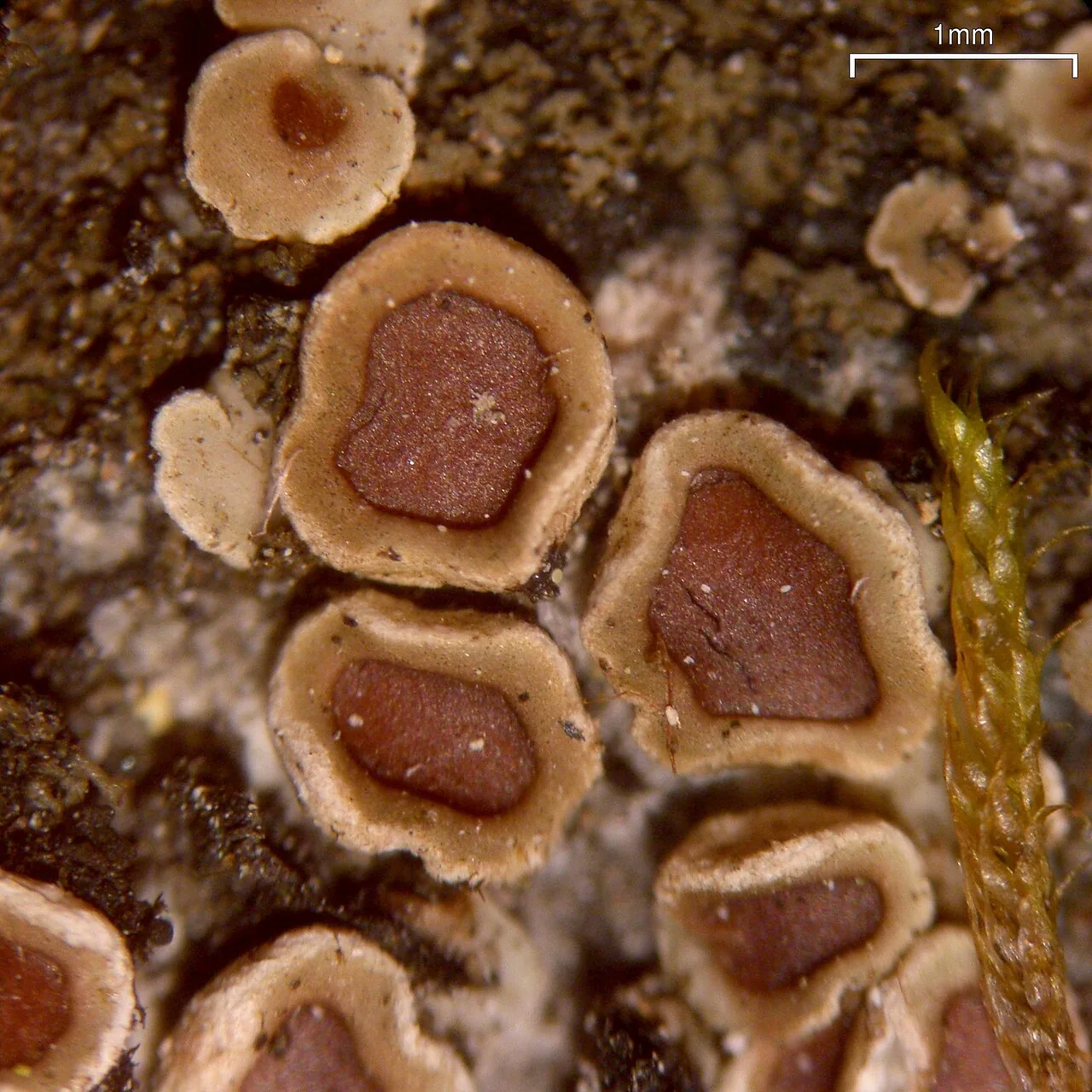 Acarospora flavisparsa (Acarospora flavisparsa) — photo mycologique