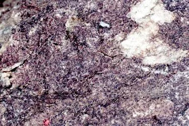 Acarospora fuscata (Acarospora fuscata) — photo mycologique