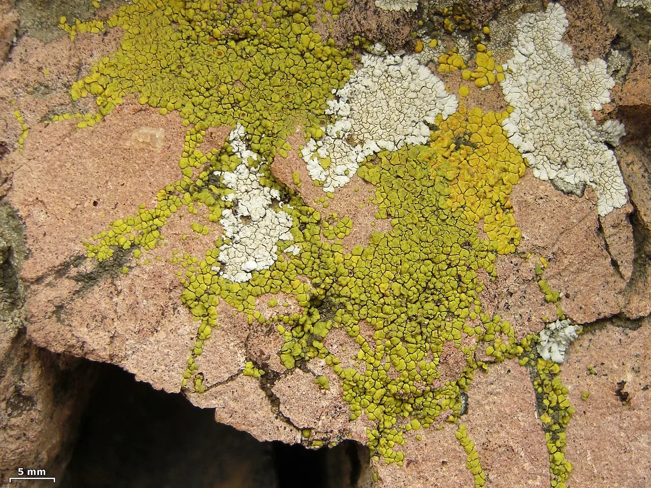 Acarospora robiniae (Acarospora robiniae) — photo mycologique