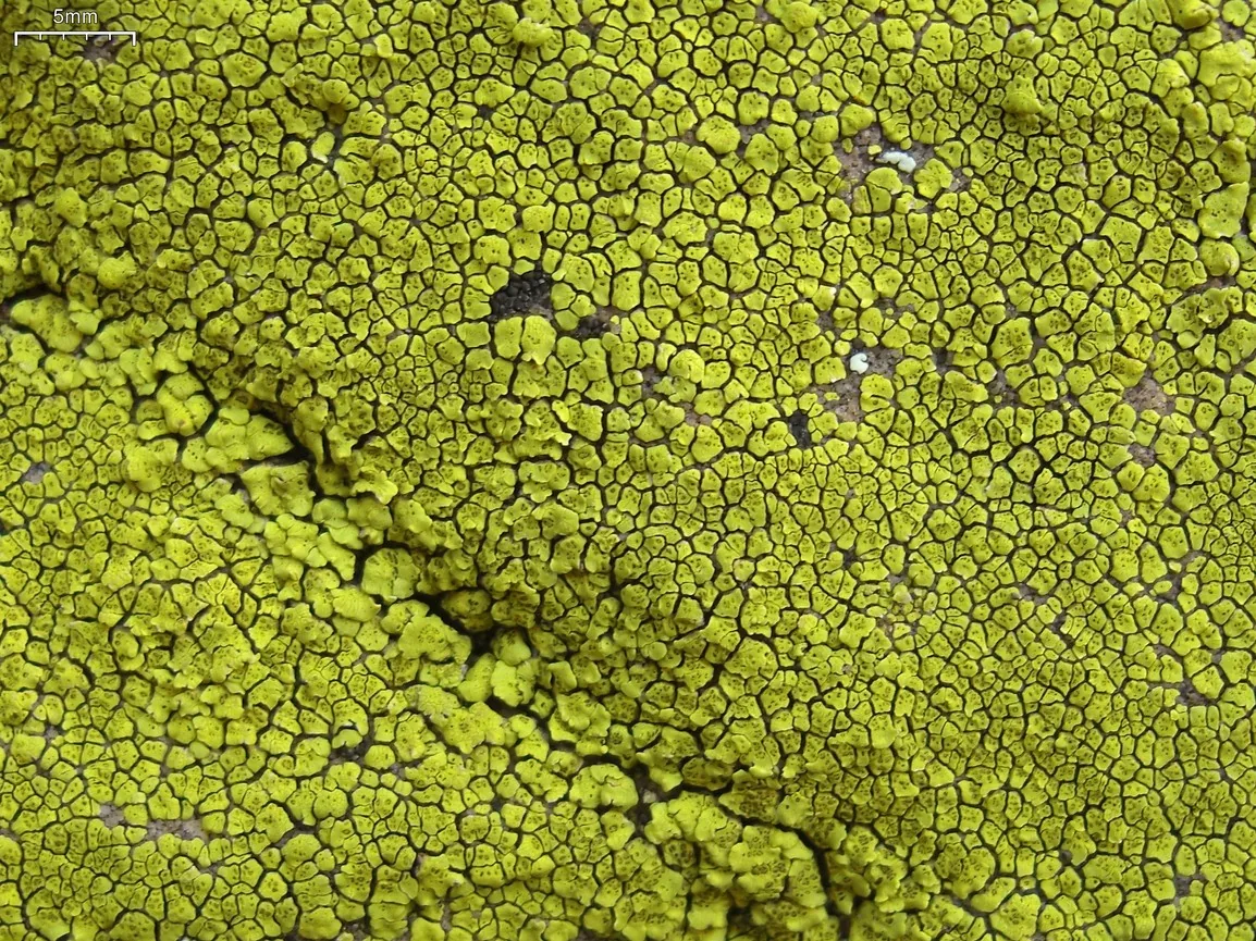 Acarospora socialis (Acarospora socialis) — photo mycologique