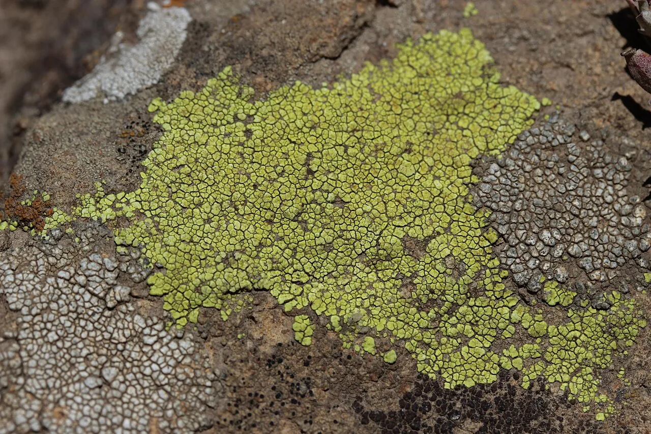 Acarospora sulphurata (Acarospora sulphurata) — photo mycologique