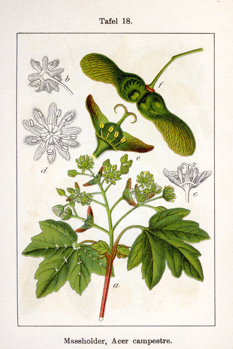 Érable (Acer) — photo botanique