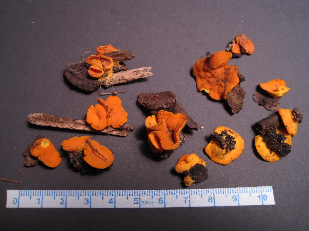 Acervus lusakianus (Acervus lusakianus) — photo mycologique