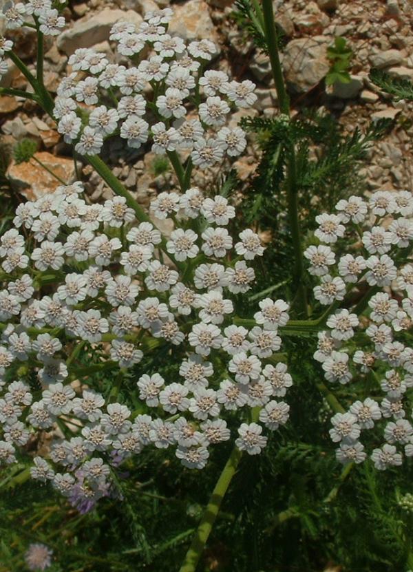 Achillée millefeuille (Achillea) — photo botanique