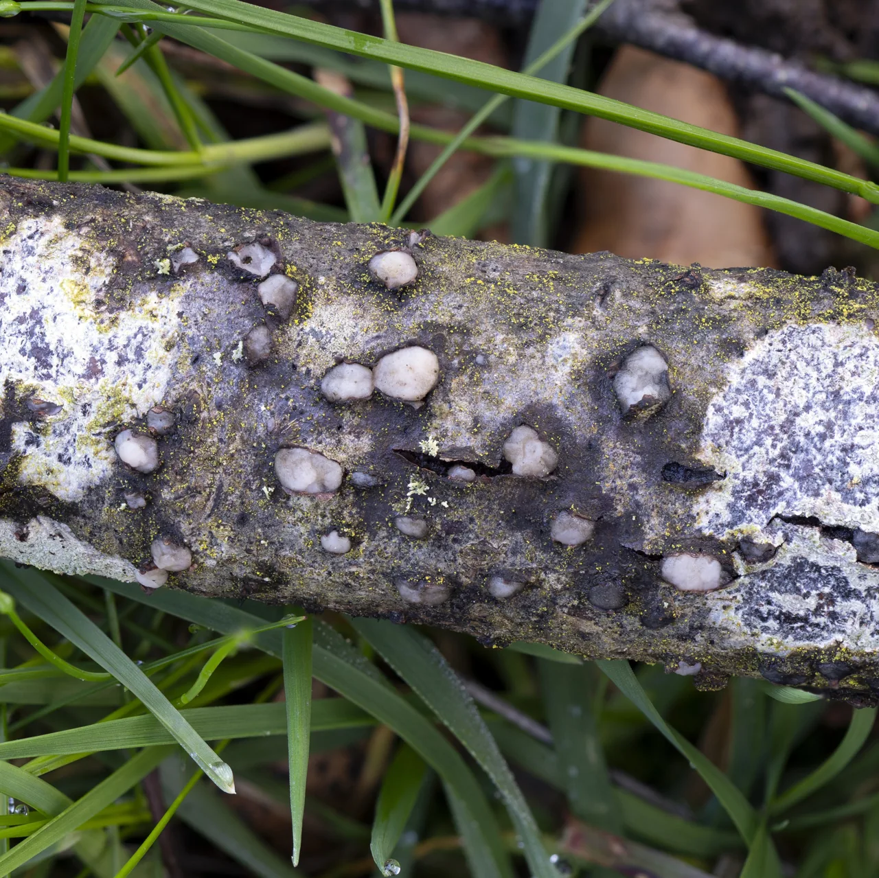Achroomyces chlamydosporus (Achroomyces chlamydosporus) — photo mycologique