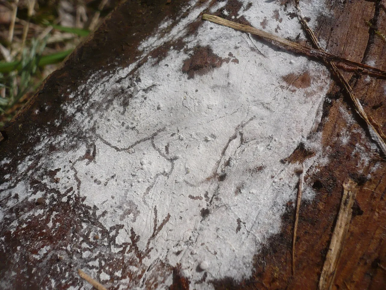 Acladium fuscum (Acladium fuscum) — photo mycologique