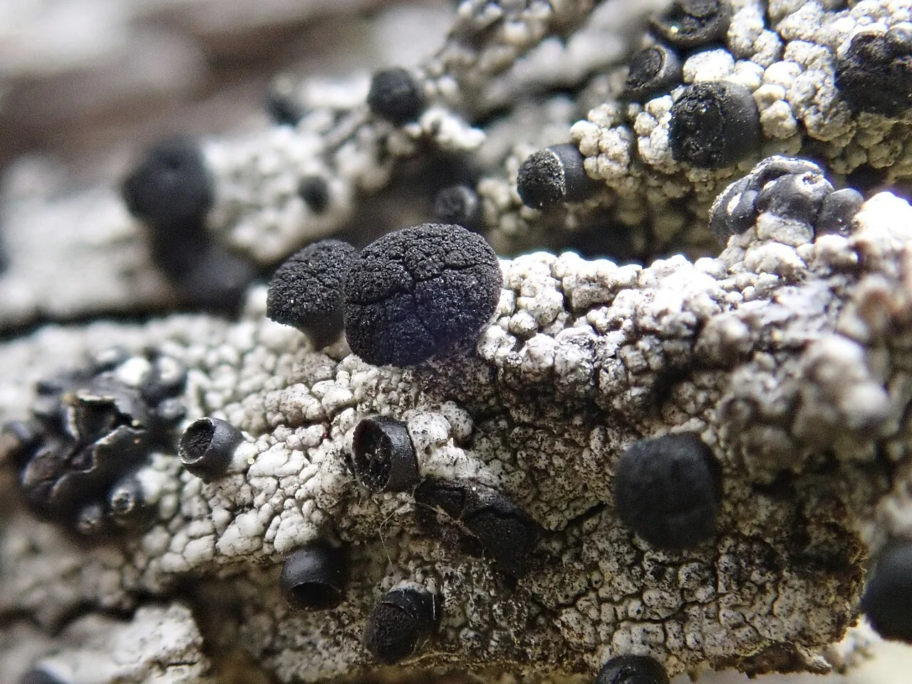 Acolium inquinans (Acolium inquinans) — photo mycologique