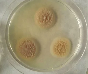 Acremonium chrysogenum (Acremonium chrysogenum) — photo mycologique