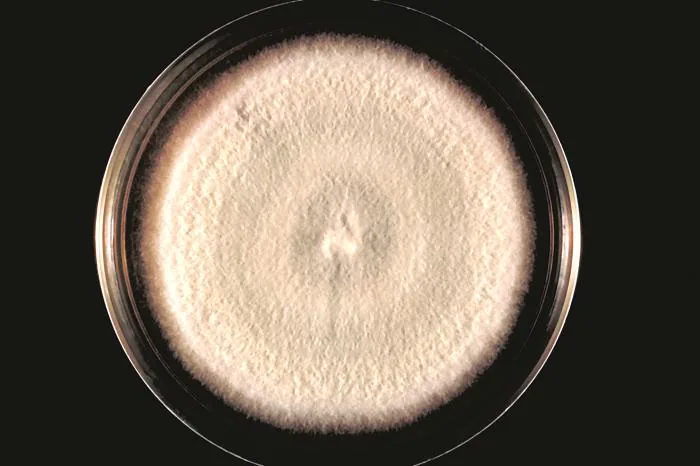 Acremonium domschii (Acremonium domschii) — photo mycologique