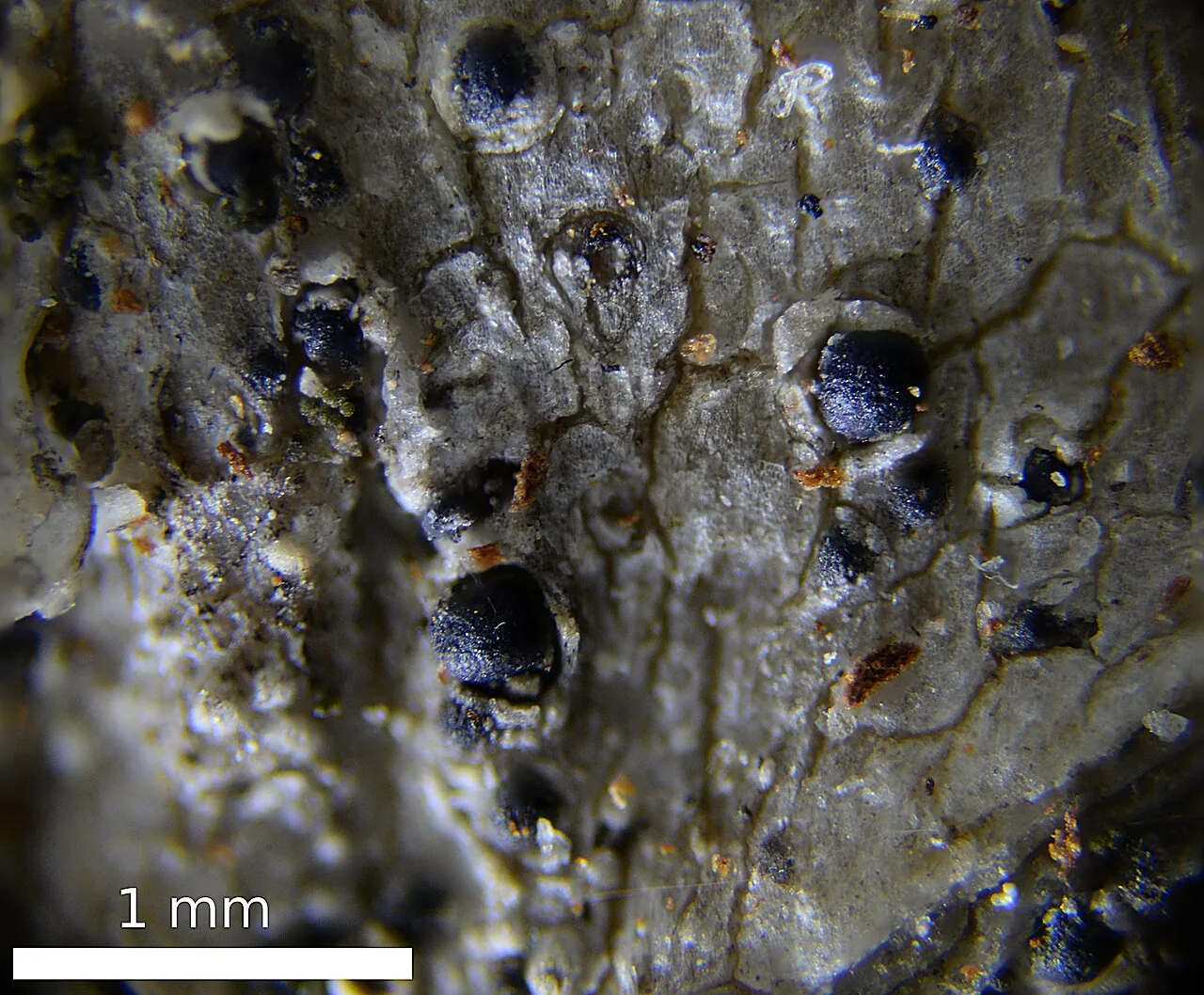 Acrocordia cavata (Acrocordia cavata) — photo mycologique