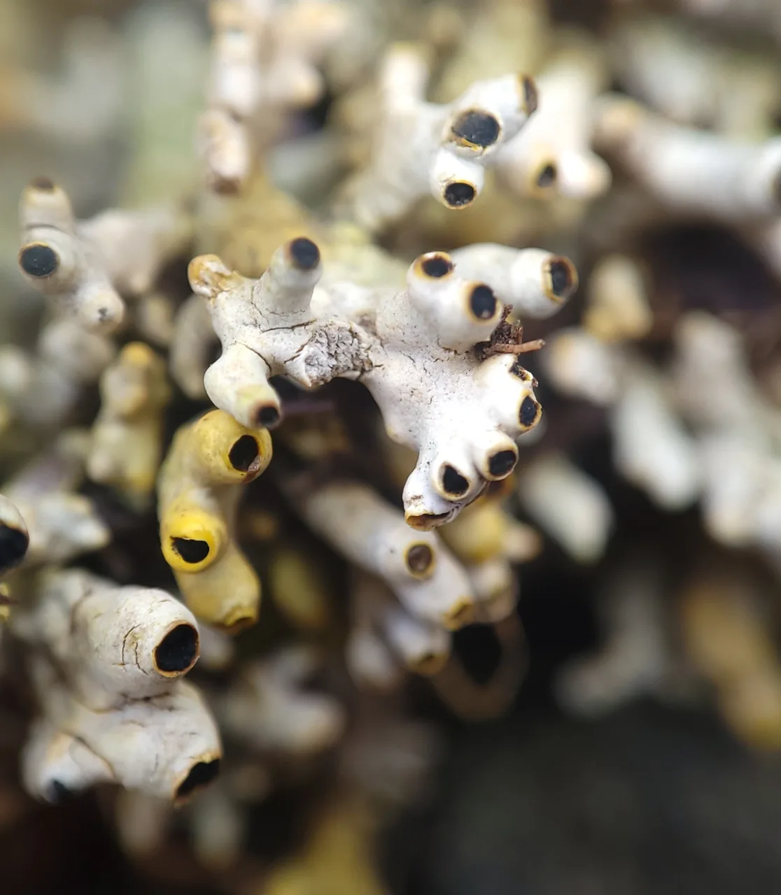 Acroscyphus sphaerophoroides (Acroscyphus sphaerophoroides) — photo mycologique