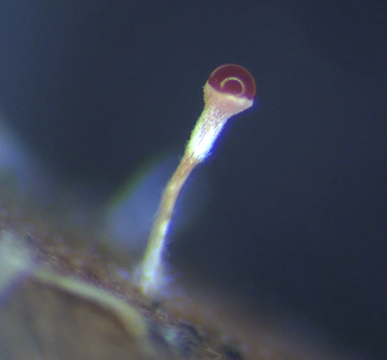 Acrostalagmus albus (Acrostalagmus albus) — photo mycologique