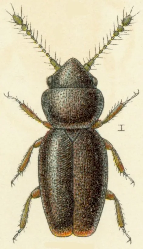 Actidium pulchra (Actidium pulchra) — photo mycologique