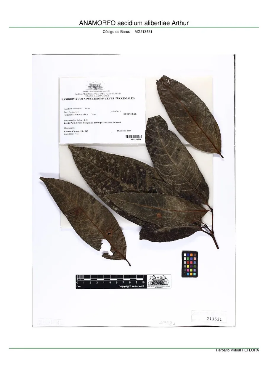 Aecidium alibertiae (Aecidium alibertiae) — photo mycologique