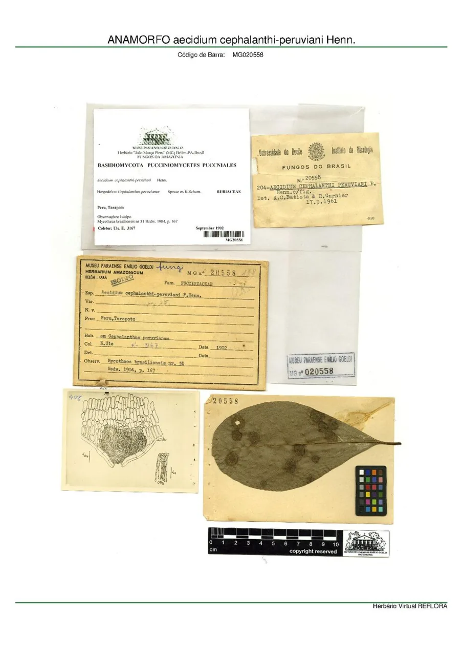Aecidium cephalanthi-peruviani (Aecidium cephalanthi-peruviani) — photo mycologique