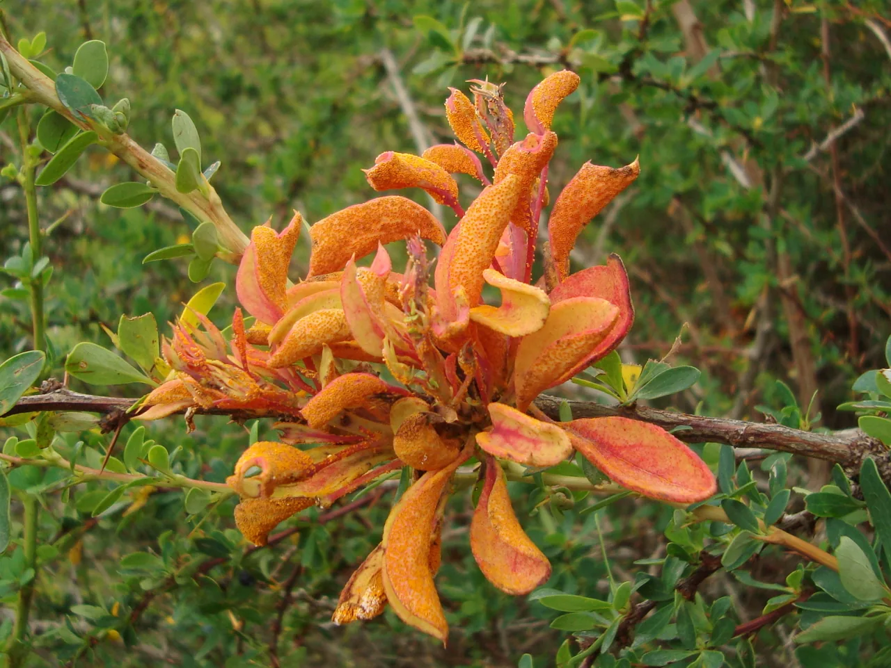 Aecidium chamaecristae (Aecidium chamaecristae) — photo mycologique