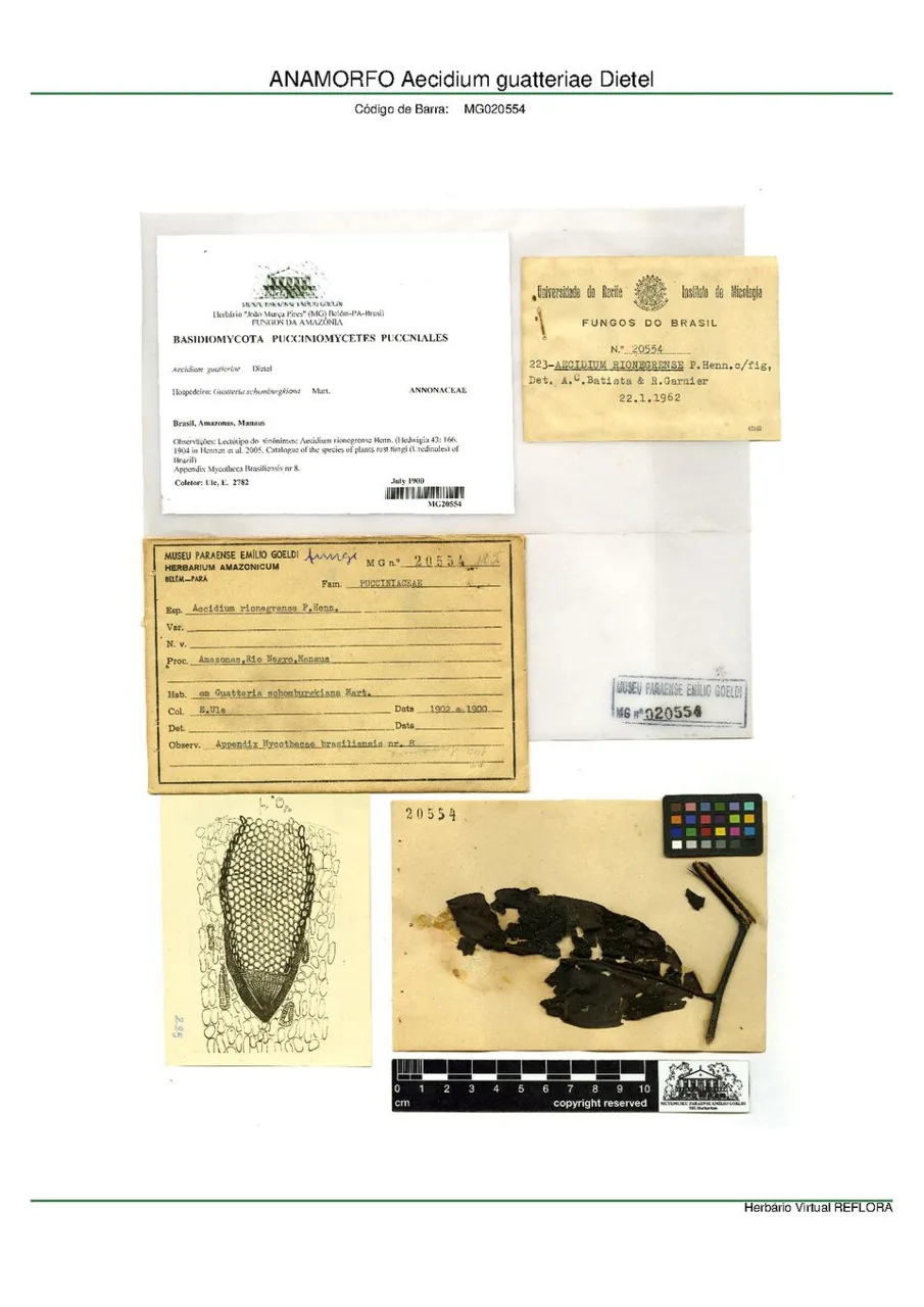 Aecidium guatteriae (Aecidium guatteriae) — photo mycologique