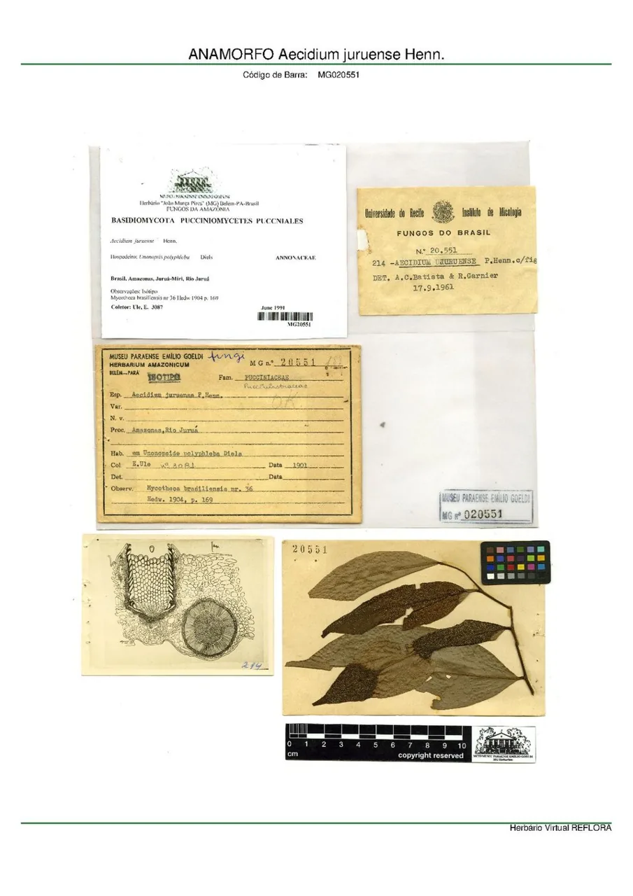 Aecidium juruense (Aecidium juruense) — photo mycologique