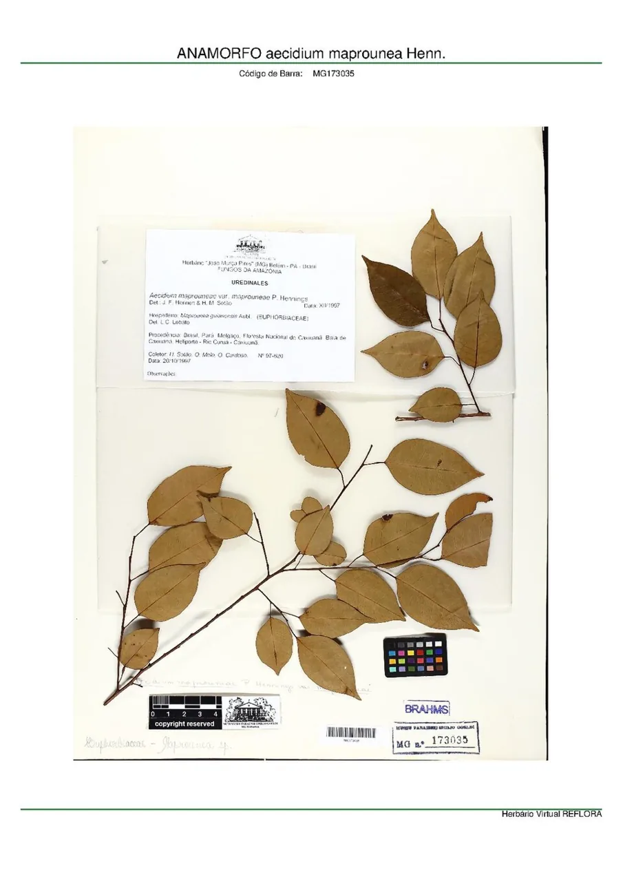Aecidium maprouneae (Aecidium maprouneae) — photo mycologique