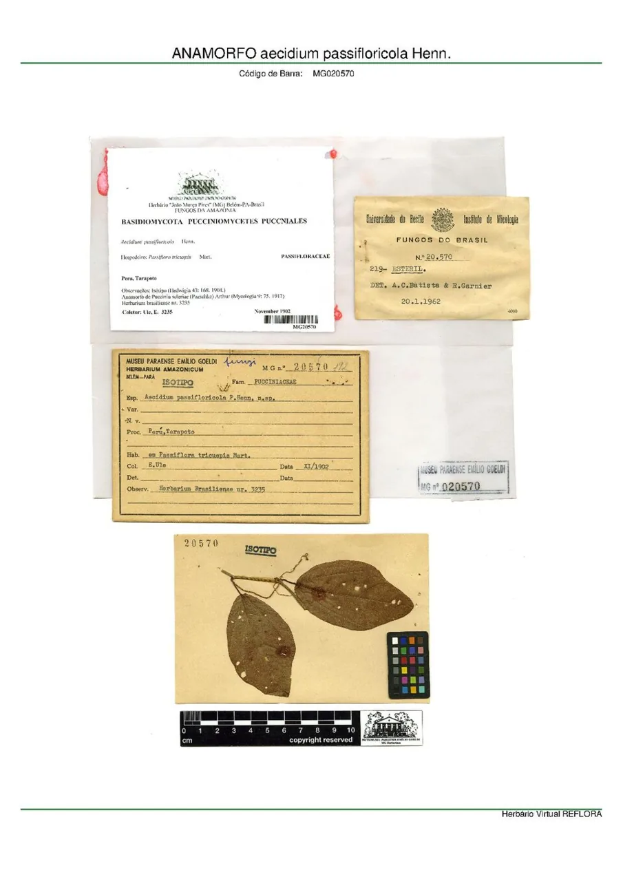 Aecidium passifloricola (Aecidium passifloricola) — photo mycologique