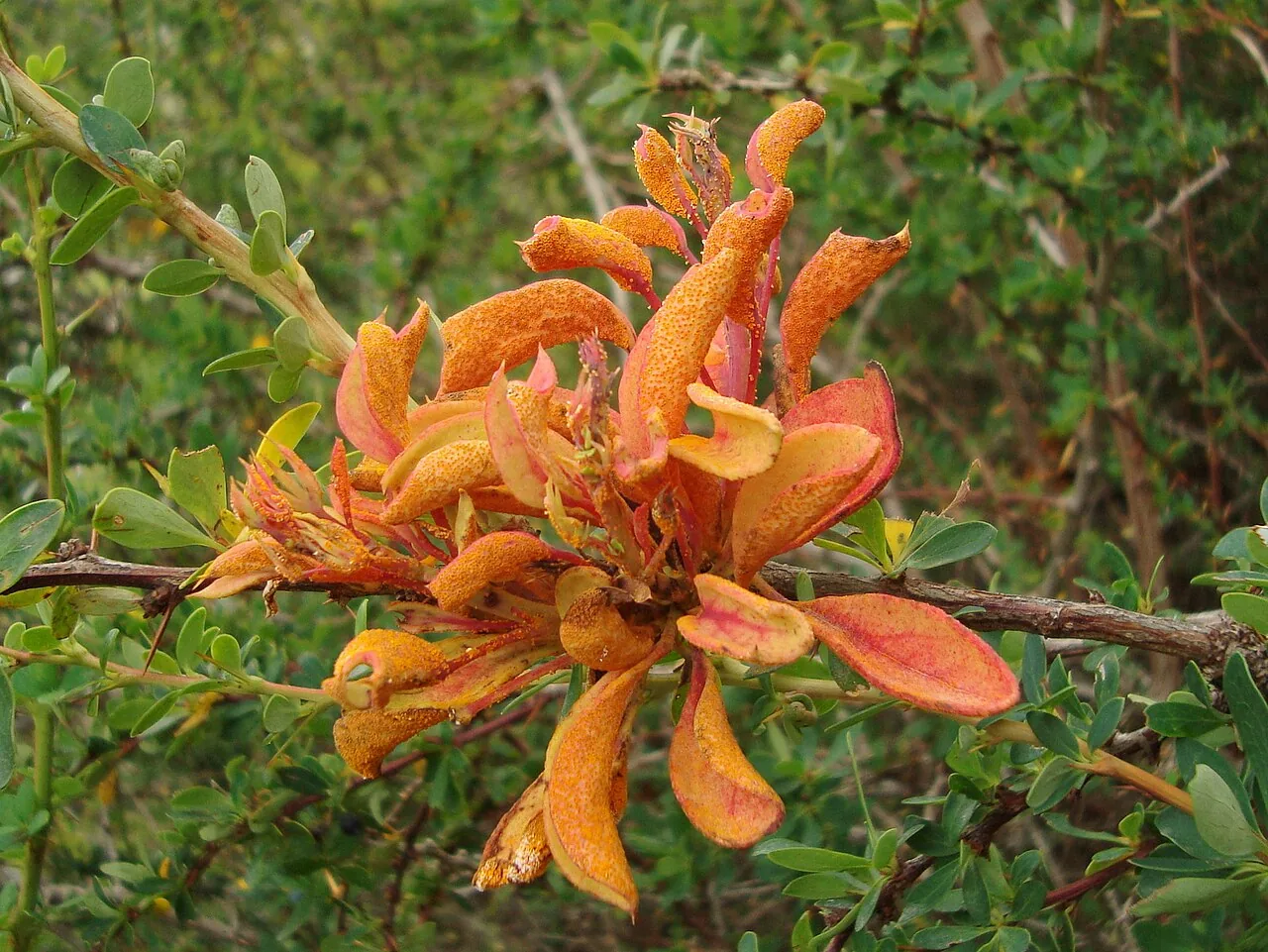 Aecidium plenum (Aecidium plenum) — photo mycologique