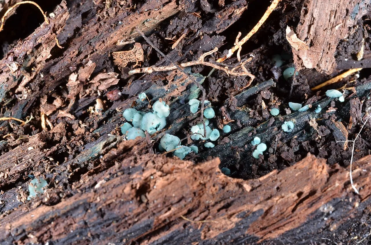 Aeruginoscyphus sericeus (Aeruginoscyphus sericeus) — photo mycologique