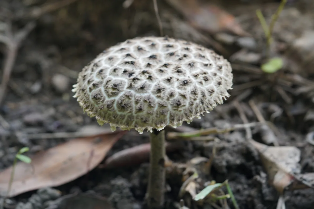 Afroboletus elegans (Afroboletus elegans) — photo mycologique