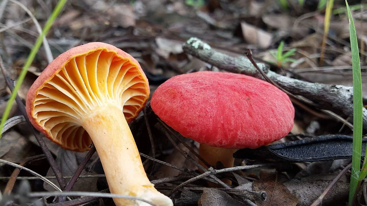 Afrocantharellus symoensii (Afrocantharellus symoensii) — photo mycologique