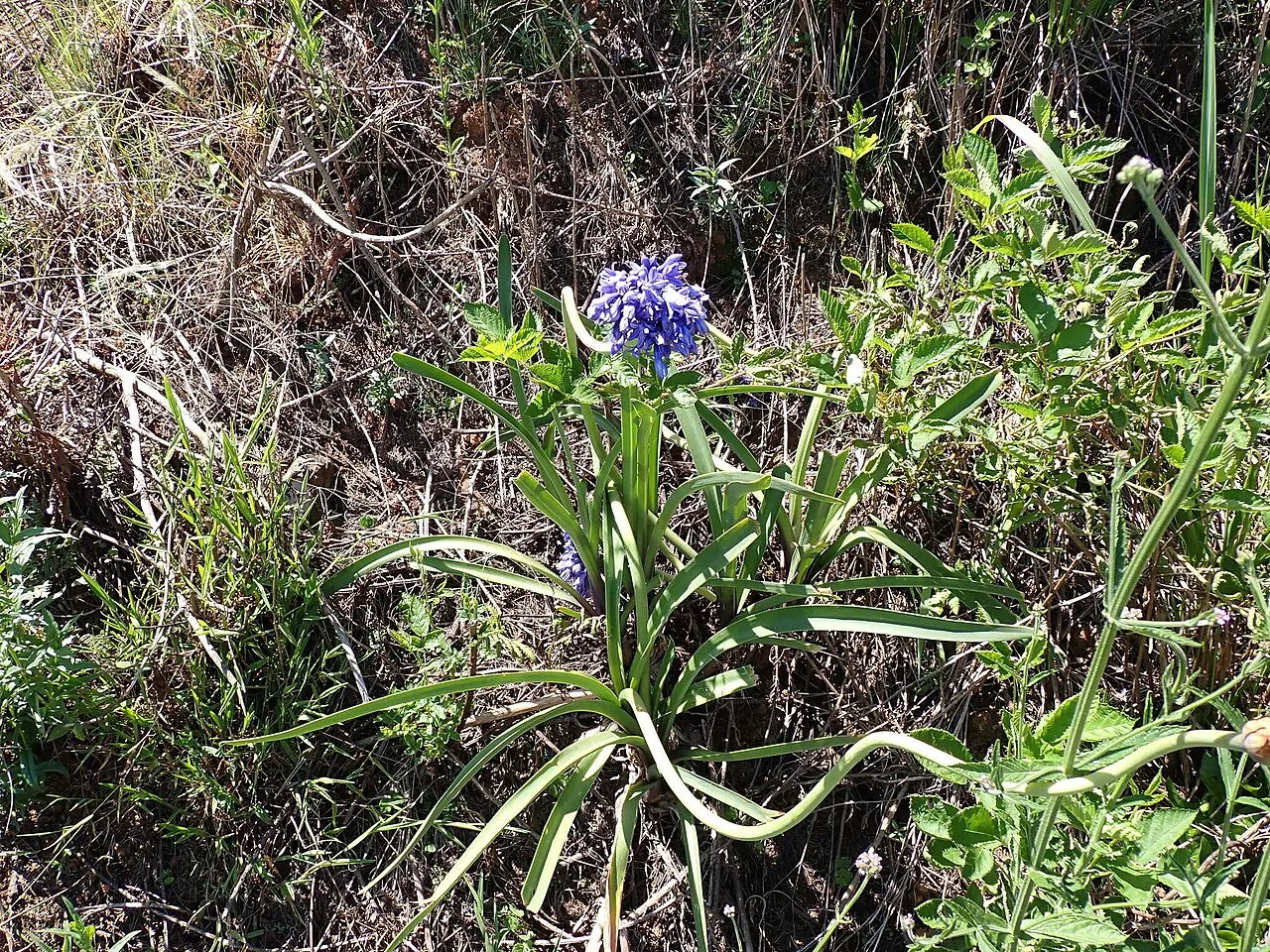 Agapanthe (Agapanthus caulescens) : photo botanique