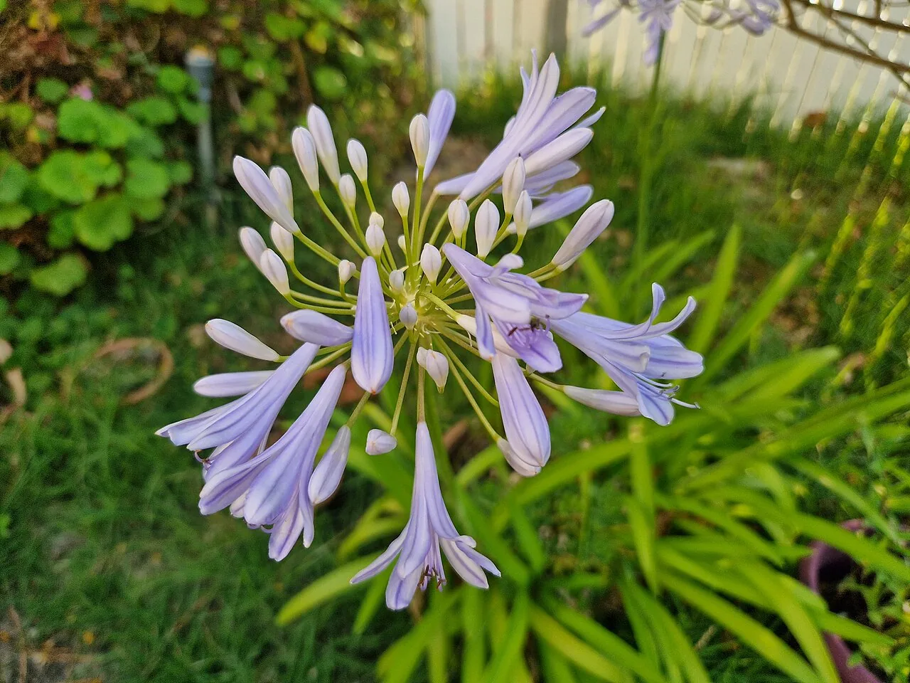 Agapanthe de Pondo (Agapanthus pondoensis) : photo botanique