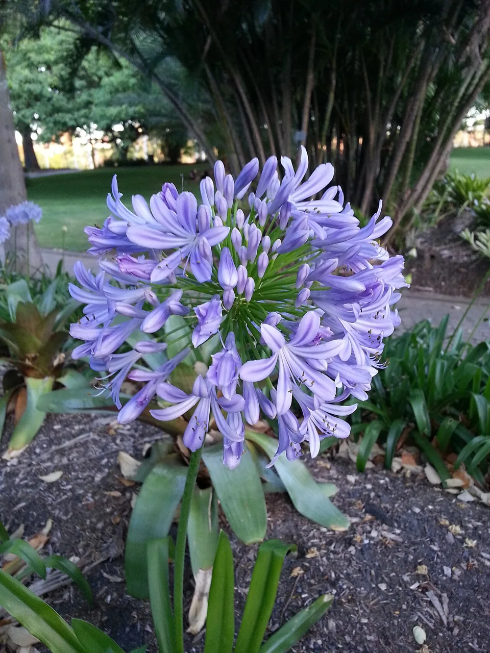 Agapanthe (Agapanthus praecox) : photo botanique