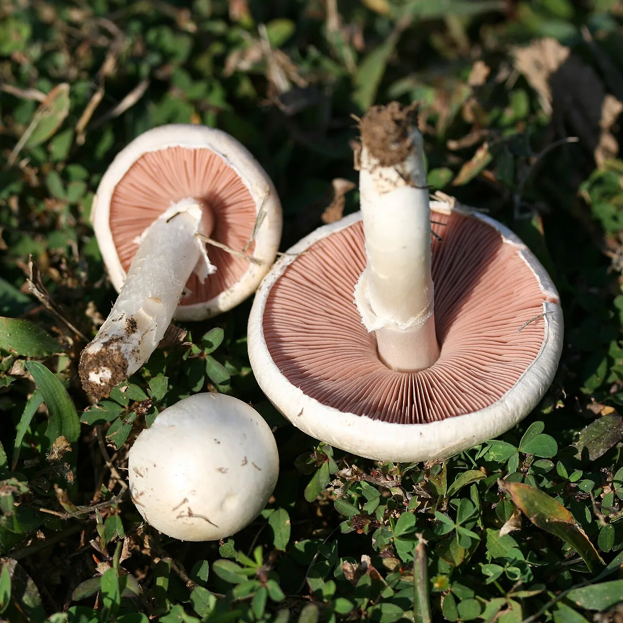 Agaricus andrewii (Agaricus andrewii) — photo mycologique