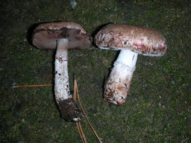 Agaricus arorae (Agaricus arorae) — photo mycologique