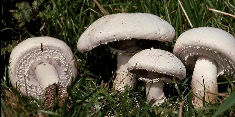Agaricus arvensis (Agaricus arvensis) — photo mycologique