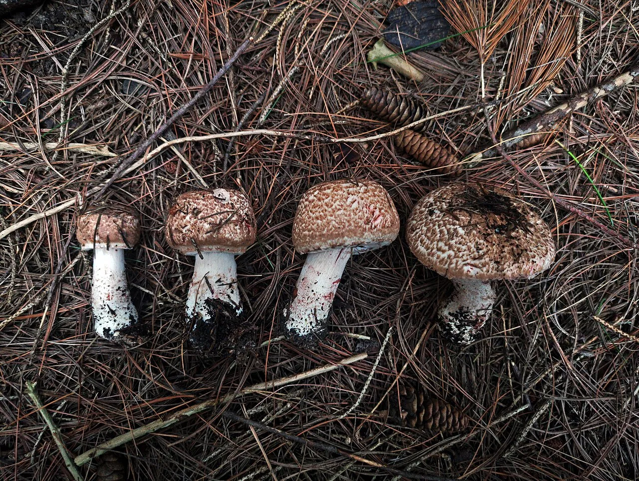Agaricus benesii (Agaricus benesii) — photo mycologique