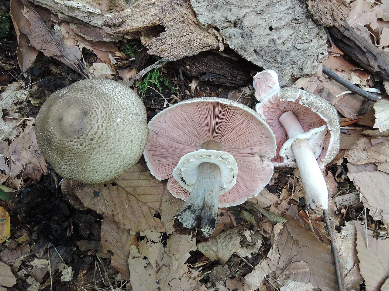 Agaricus bohusii (Agaricus bohusii) — photo mycologique
