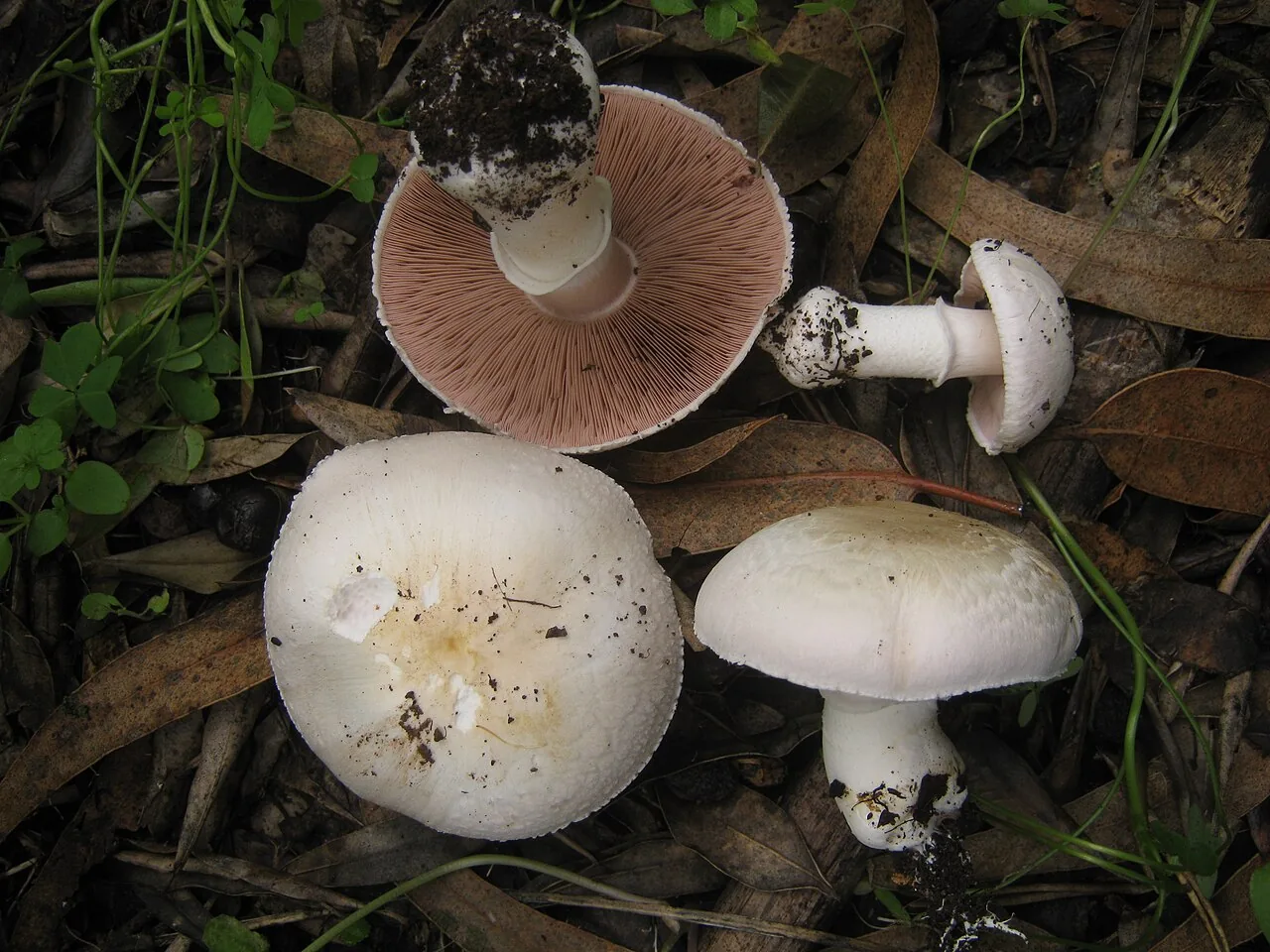 Agaricus bresadolanus (Agaricus bresadolanus) — photo mycologique