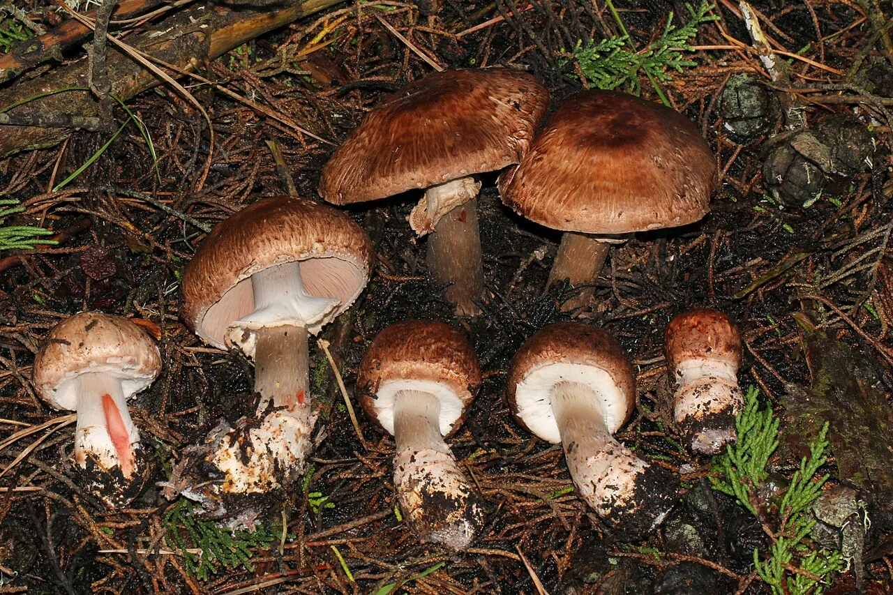 Agaricus brunneofibrillosus (Agaricus brunneofibrillosus) — photo mycologique