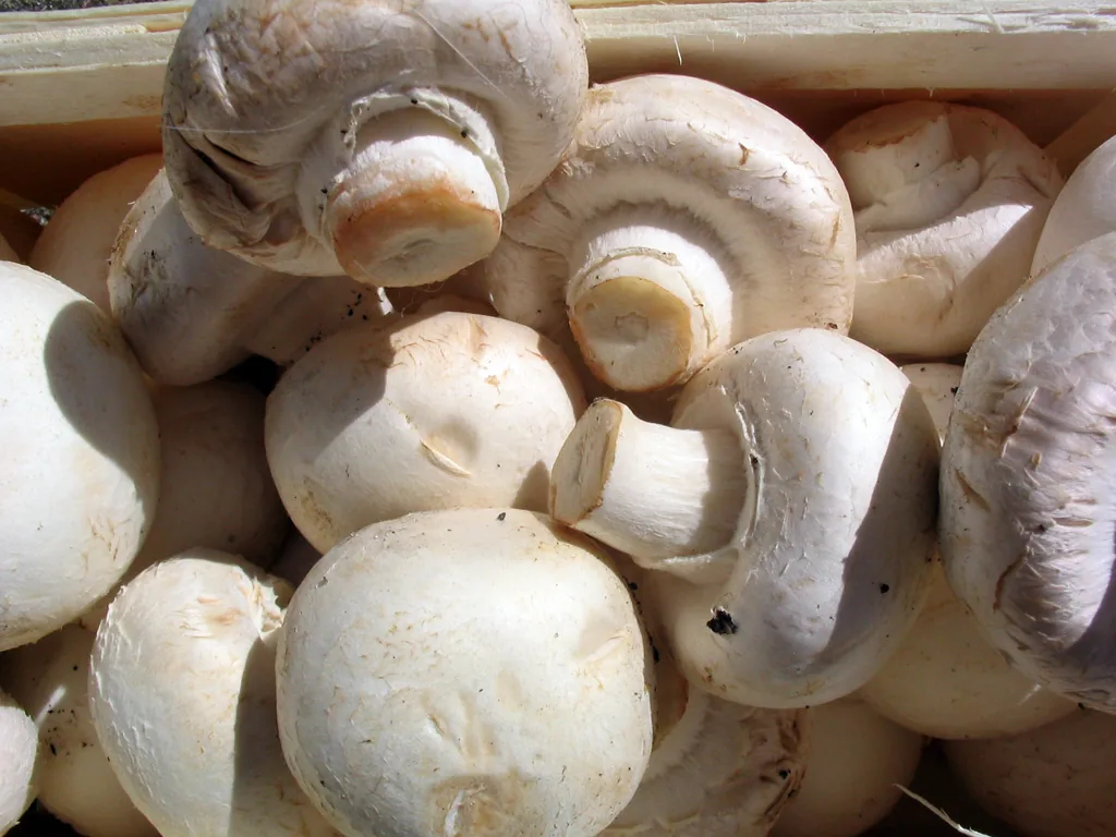 Agaricus caballeroi (Agaricus caballeroi) — photo mycologique