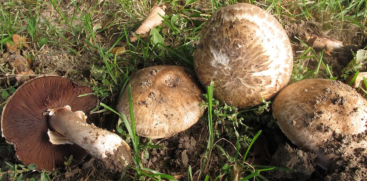 Agaricus cappellianus (Agaricus cappellianus) — photo mycologique
