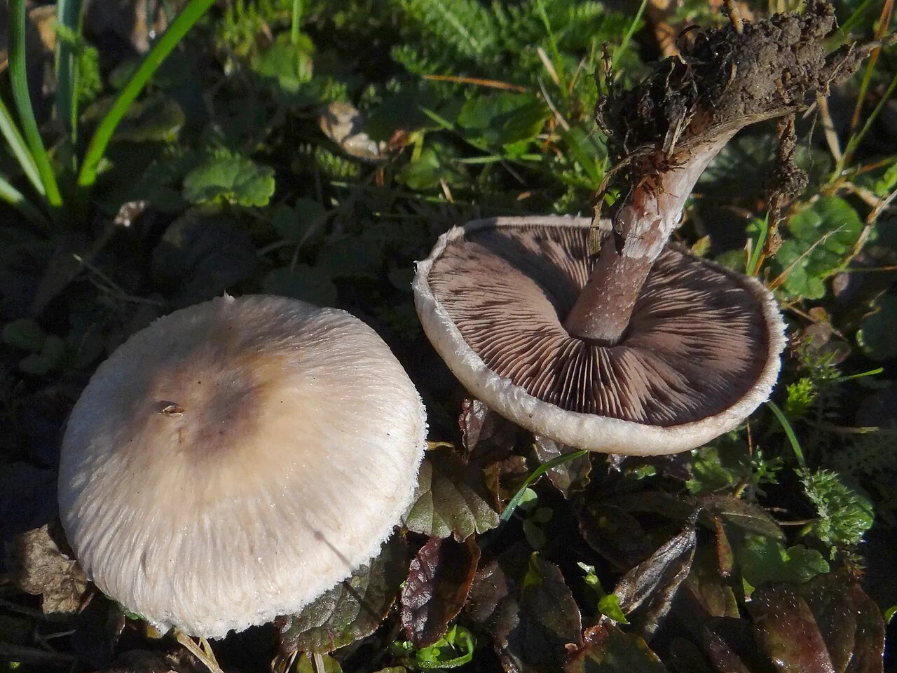 Agaricus comtulus (Agaricus comtulus) — photo mycologique