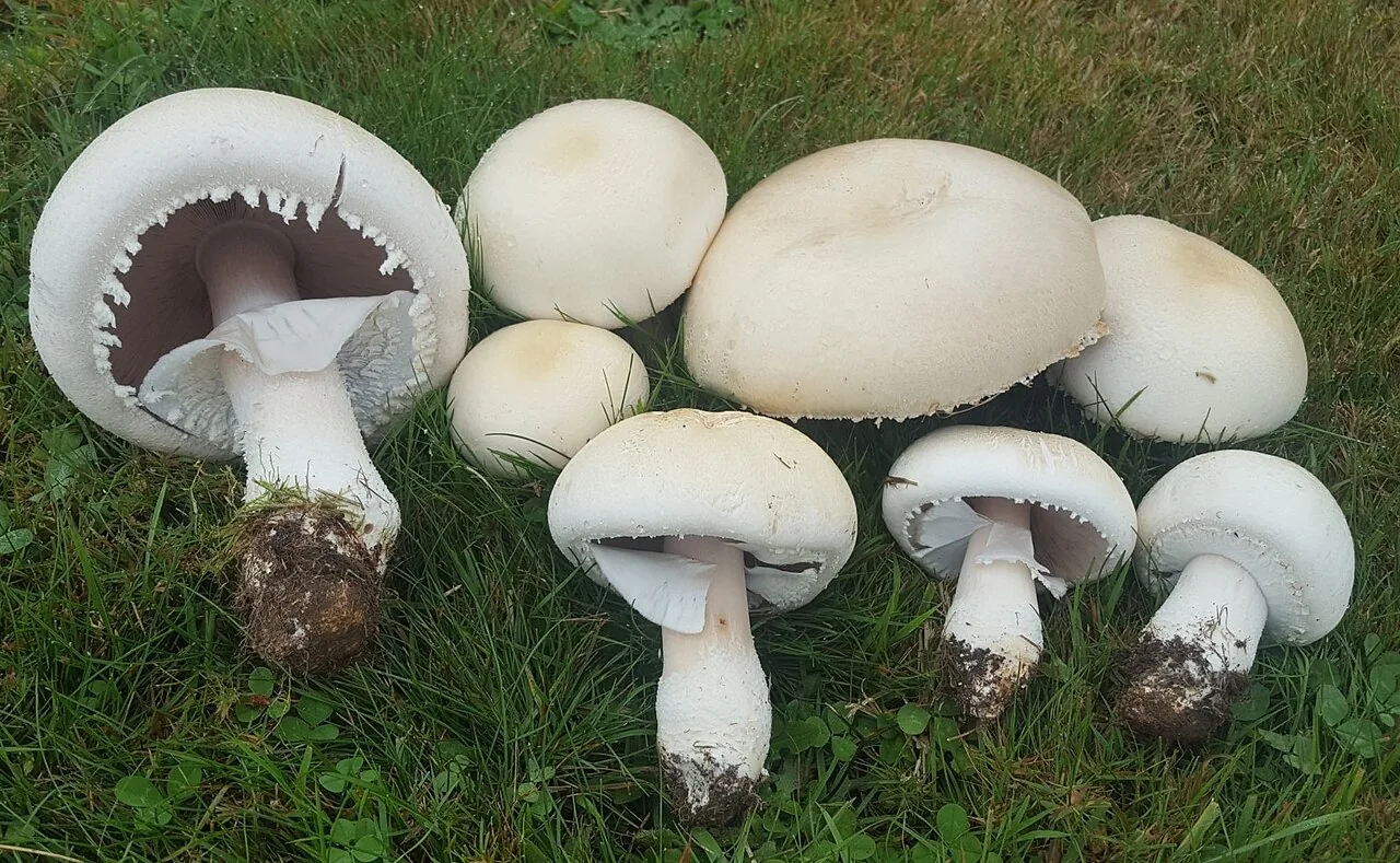 Agaricus crocodilinus (Agaricus crocodilinus) — photo mycologique