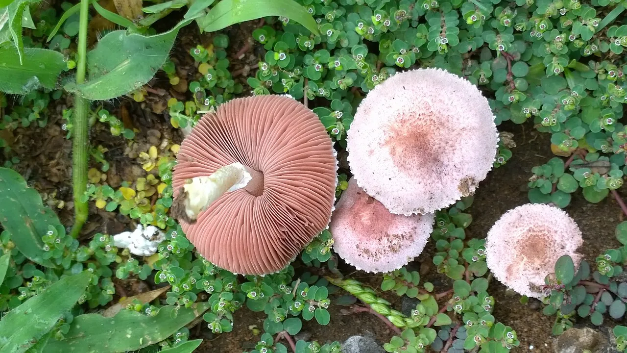 Agaricus diminutivus (Agaricus diminutivus) — photo mycologique